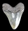 Fossil Megalodon Tooth - South Carolina #36273-2